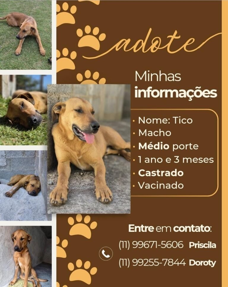 Tico espera por um novo lar cheio de carinho